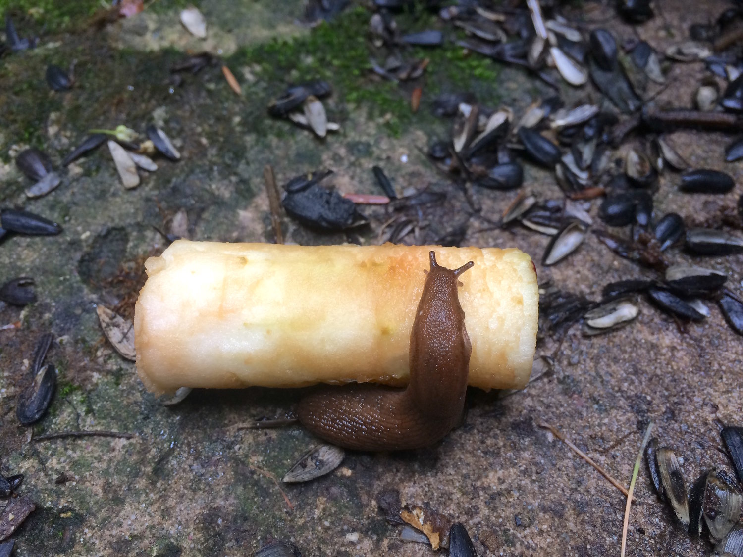 Don’t be afraid to feed a slug. You’ll find their gratitude refreshing and get a closeup view of the “teeth” you never knew they had—a finely-toothed structure called a radula.